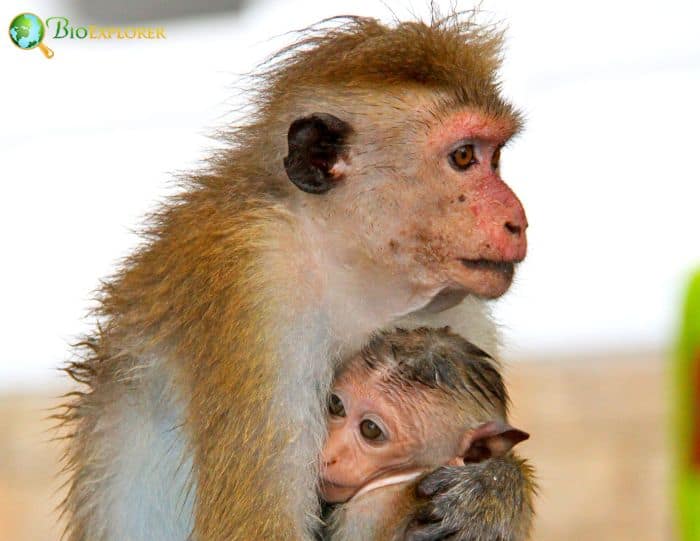 Toque Macaque