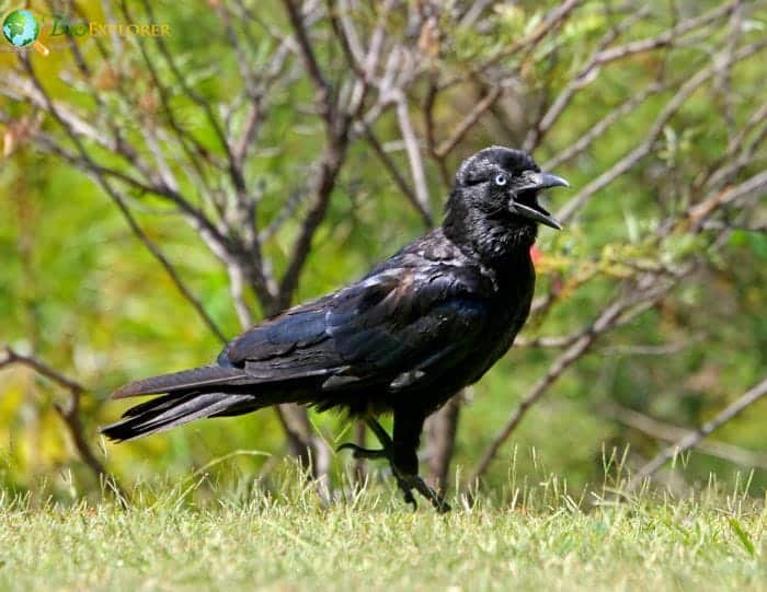 Torresian Crow