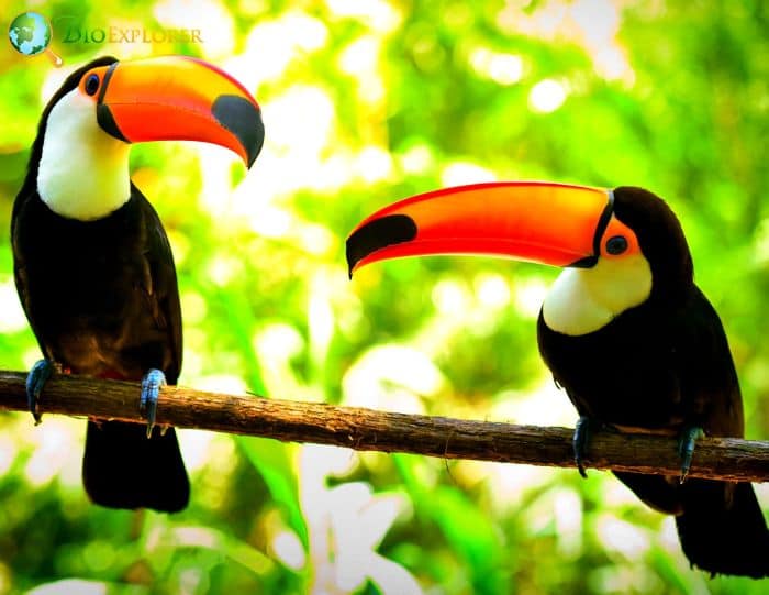 Toucans In Rainforests