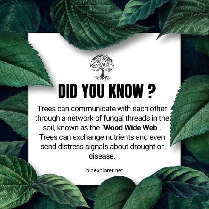 Did you know that trees can communicate with each other? Through a network of fungal threads in the soil, known as the 