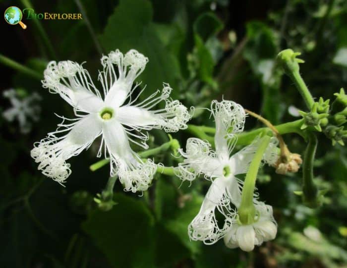 Trichosanthes Cucumerina