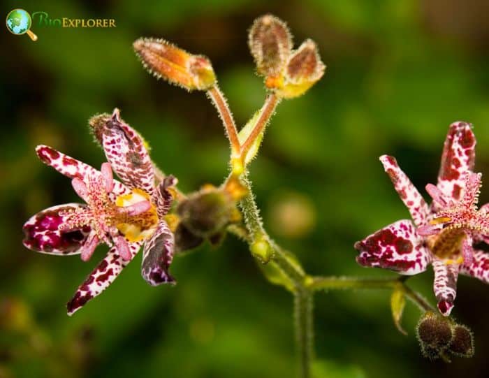 Tricyrtis Affinis