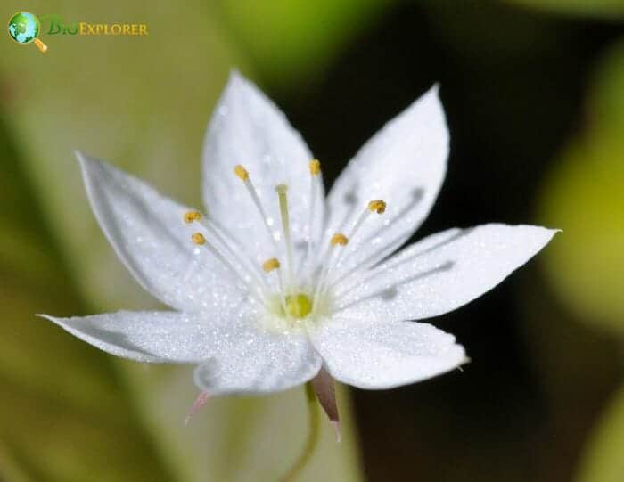 Trientalis Borealis