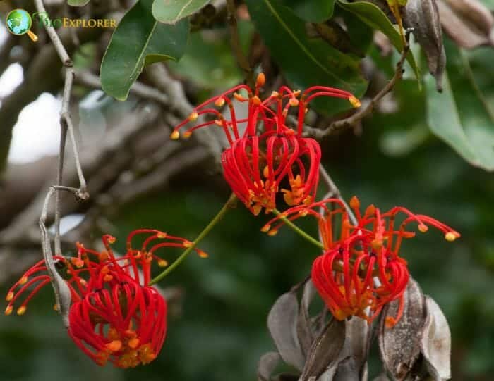 Trochodendrales Families