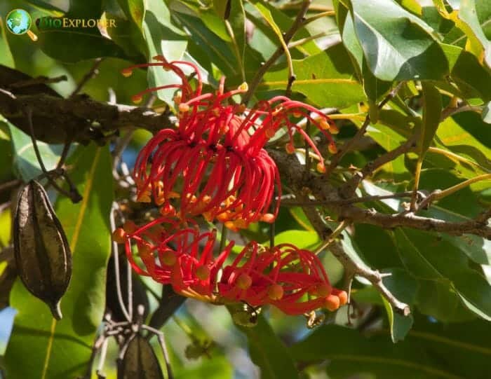 Trochodendrales Flowers and Reproduction