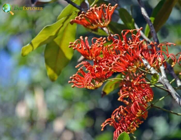 Trochodendrales Genera Differences