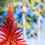 Turkish Aloe