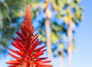 Turkish Aloe