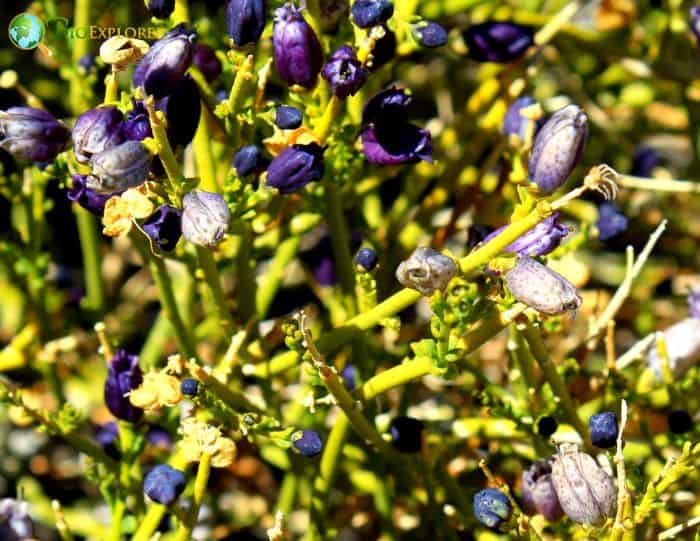 Turpentine Broom