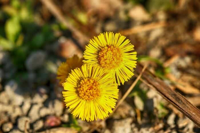 Tussilago Farfara