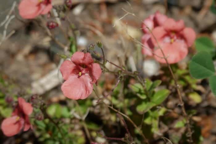 Twinspur Flowers