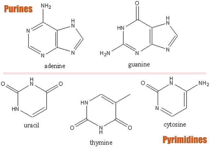 Types of Nitrogenous bases