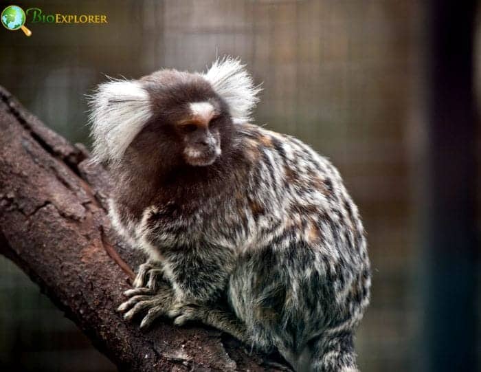 Unique Marmoset Monkey Facts