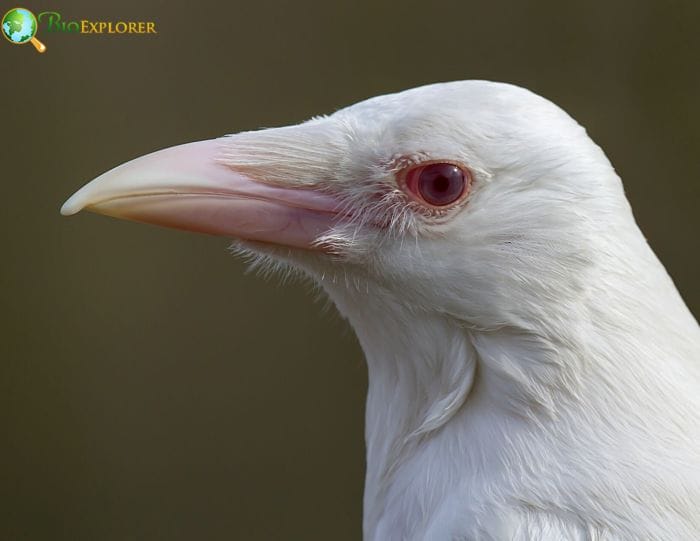 Unique Physical Characteristics Of Albino Crows