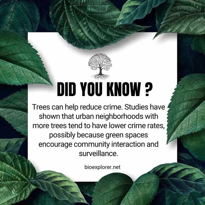 Did you know that trees can help reduce crime? Studies have shown that urban neighborhoods with more trees tend to have lower crime rates, possibly because green spaces encourage community interaction and surveillance.