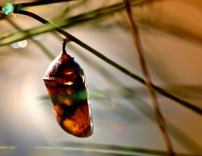 Urodid Moth Cocoon In Rain Forest