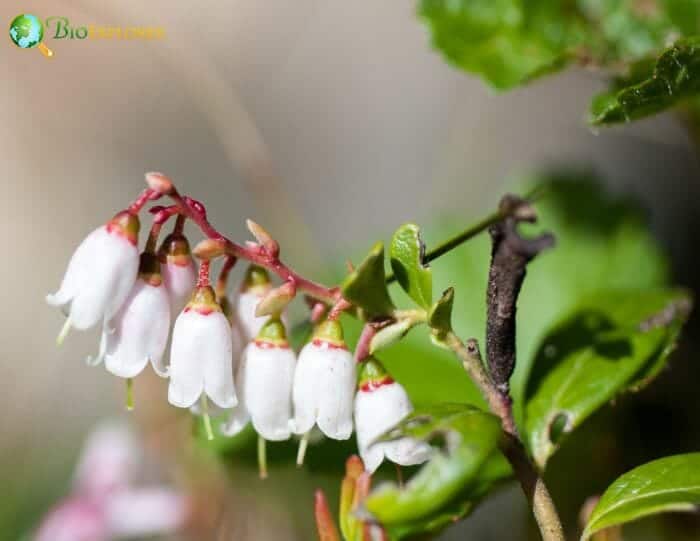 Vaccinium Vitis Idaea