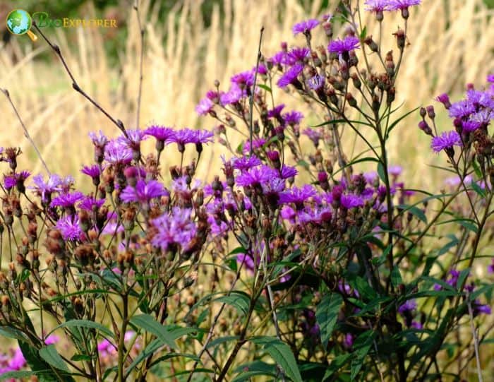 Vernonia Flowering Plants