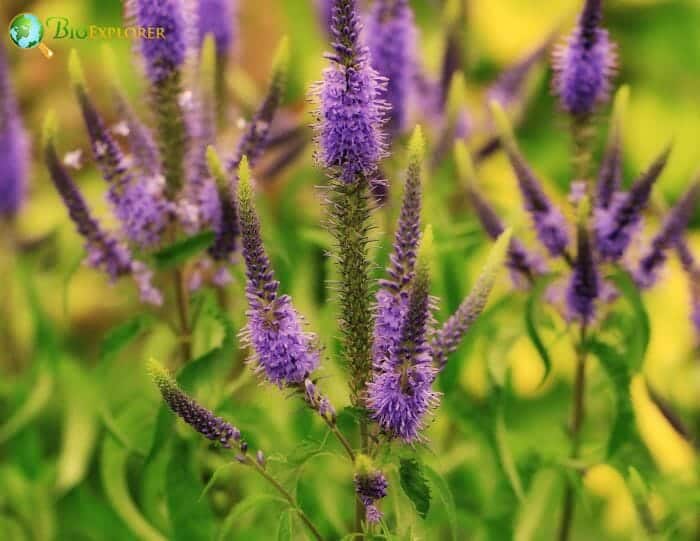 Veronica Flowers