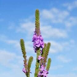 Vervain flower (Verbenaceae)