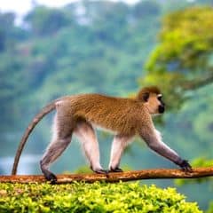 Vervet Monkey