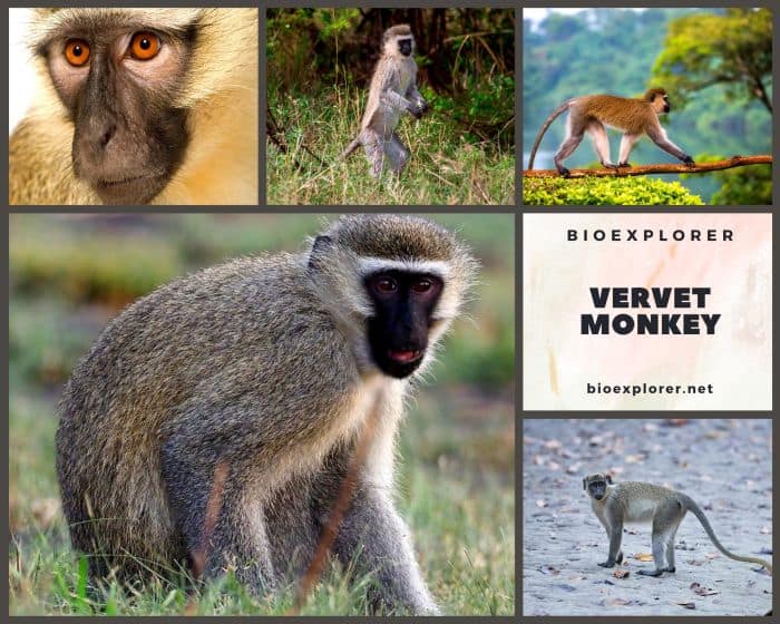 Vervet Monkey