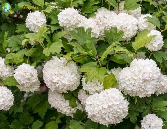 Viburnum Flowers