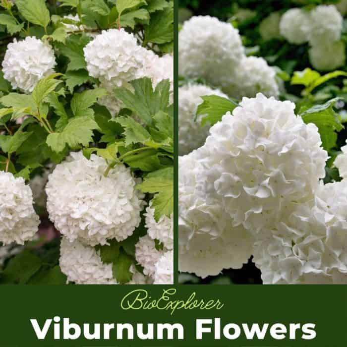 Viburnum Macrocephalum