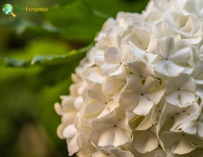 Viburnum Plicatum