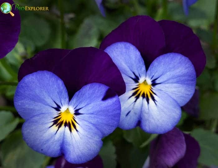 Violet Flower Facts