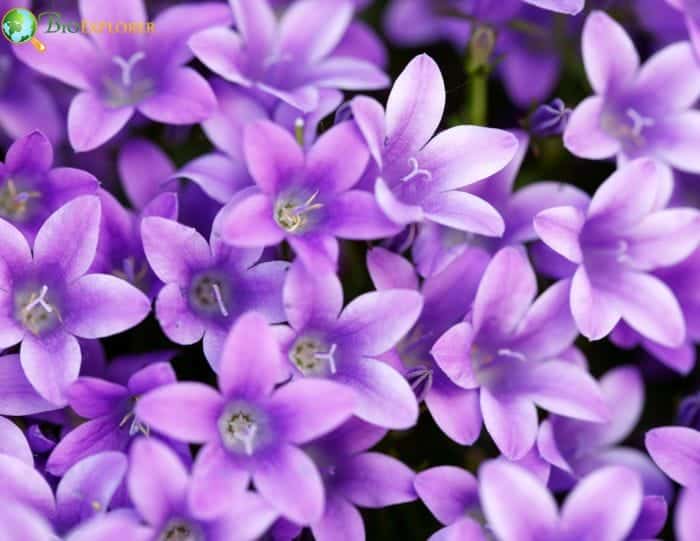 Violet Flower and Its Significance