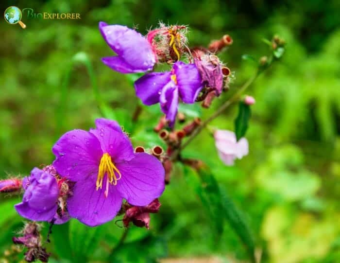 Violet Myrtles Flowers