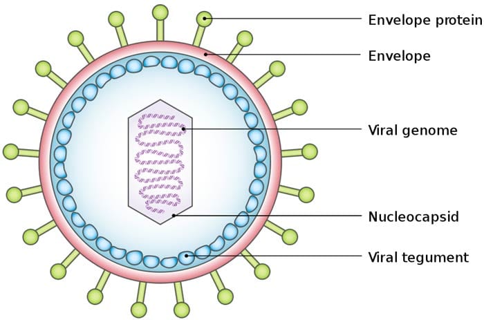 Virus Structure