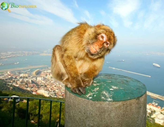 Visiting The Famous Gibraltar Monkeys