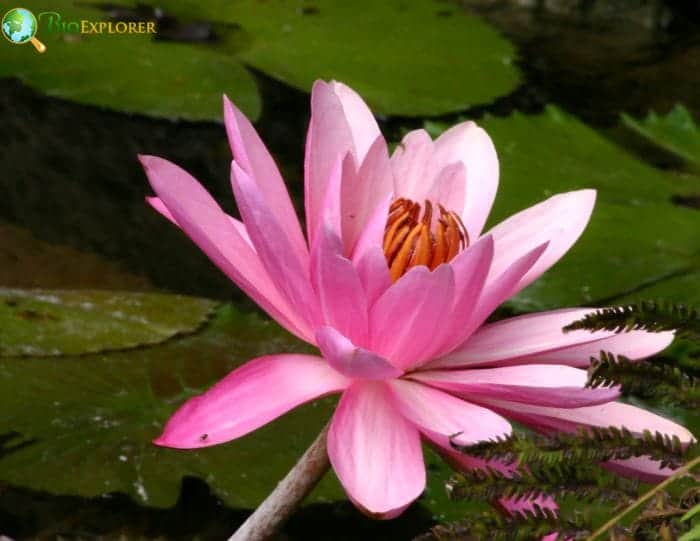 Water Lily Common Types and Varieties