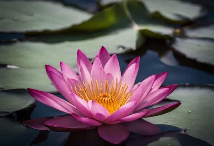 Water Lily Facts and Varieties