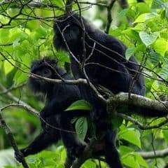 West Javan Langur