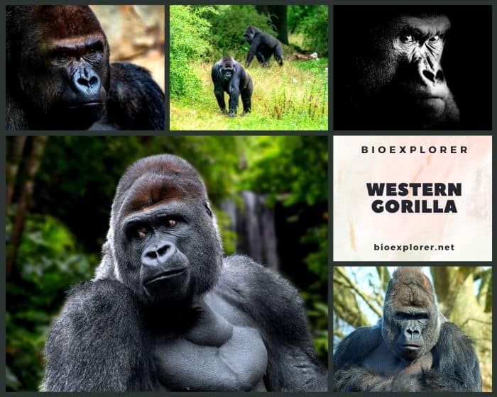 Western Gorilla