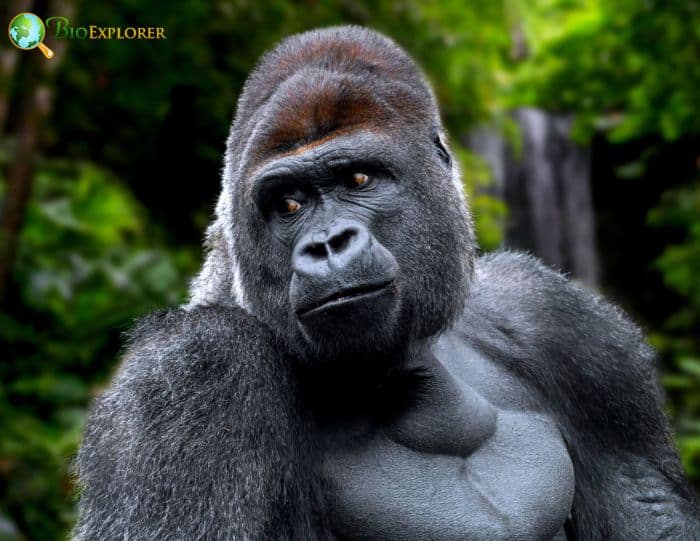 Western Gorilla