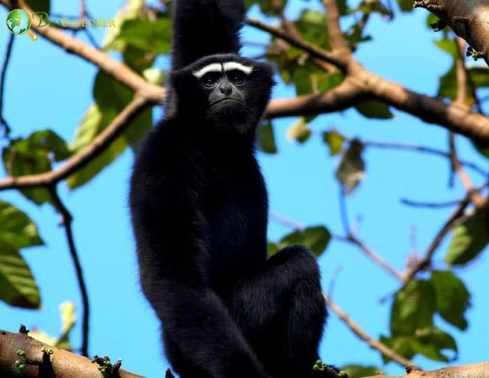 Western Hoolock Gibbon