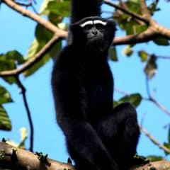 Western Hoolock Gibbon