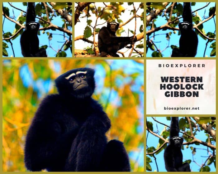 Western Hoolock Gibbon