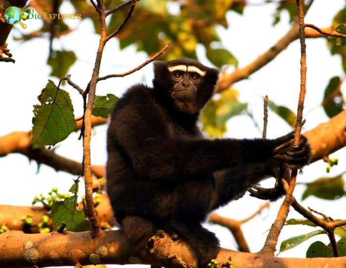 Western Hoolock Gibbon