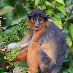 Upper Guinea Red Colobus