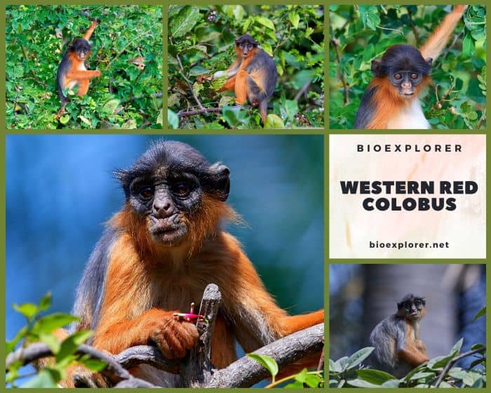 Western Red Colobus