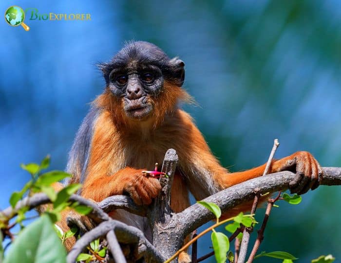 Western Red Colobus