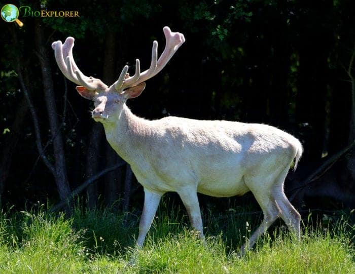 What Are Albino Deer?