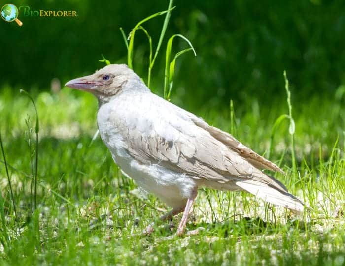 What Crow Species Tend To Have Albinism?