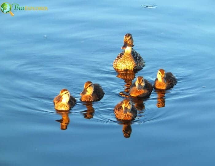 What Do Baby Ducks Eat?