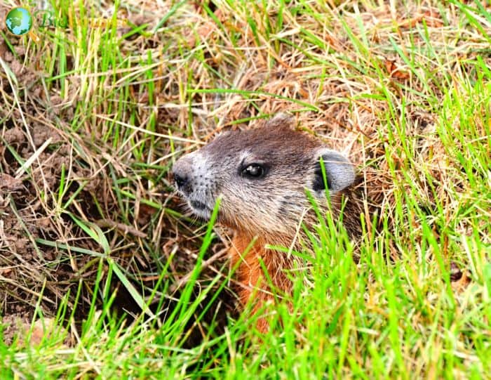 What Do Baby Groundhogs Eat?